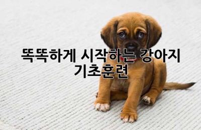 똑똑하게 시작하는 강아지 기초훈련🐶